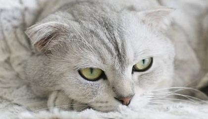 stake.com-“浙江广厦篮球俱乐部荣获浙江省首个CBA总冠军”——被写入浙江省政府工作报告