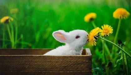 stake.com-小加索尔已征服湖人队 沃格尔：他可以取代霍华德